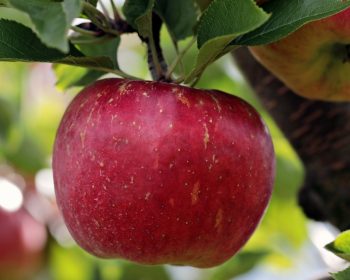 Beneficiile aduse in organismul nostru atunci cand mancam mere